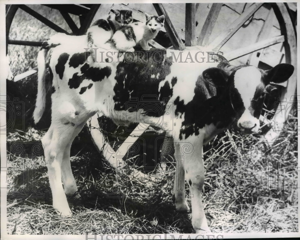 1961 Press Photo Two kittens on Bossie&#39;s back - Historic Images