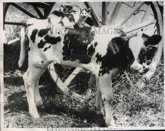 1961 Press Photo Two kittens on Bossie's back - Historic Images