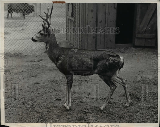 1940 Press Photo Female Deer with perfect forked horn antlers - Historic Images