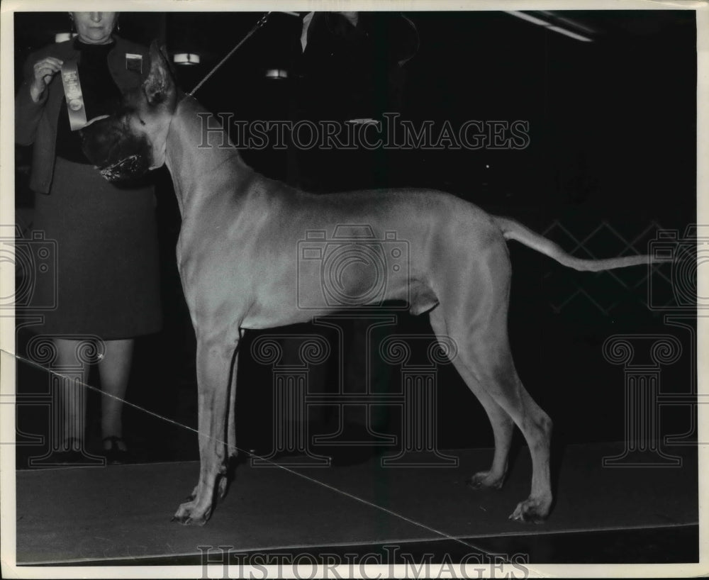 1968 Press Photo Great Dane - Historic Images