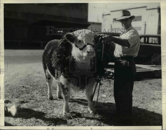 1934 Press Photo The Champion Steer with Stuart Cooper - Historic Images