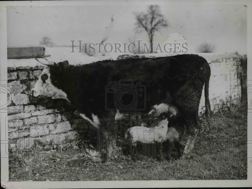 1931 Press Photo Month old lambs being fed by a cow at Common Farm - Historic Images