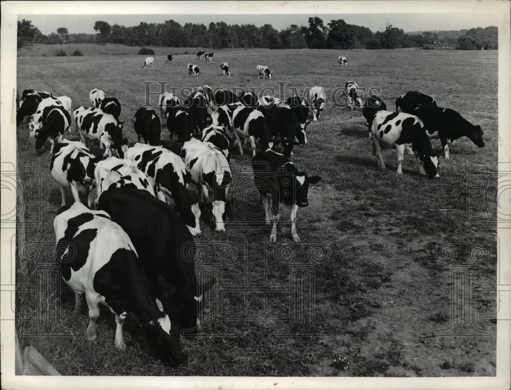 1939 Press Photo City farm milk cow herd in a pasture - Historic Images