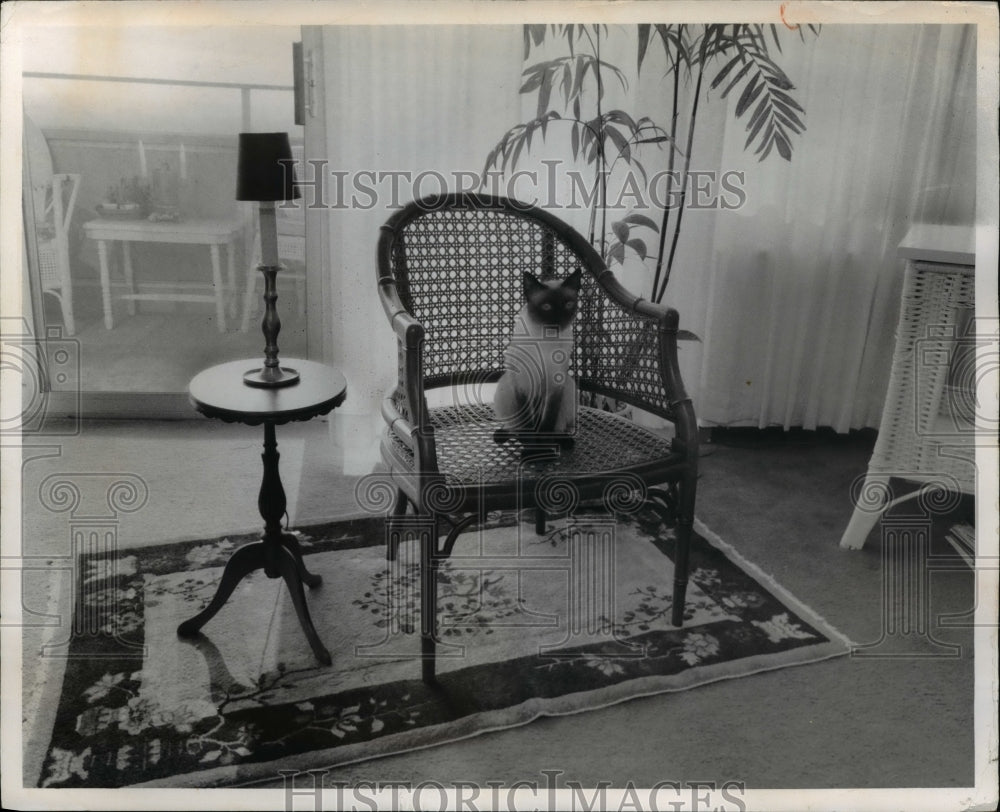 1973 Press Photo Siamese cat perches on a chair at a home - Historic Images