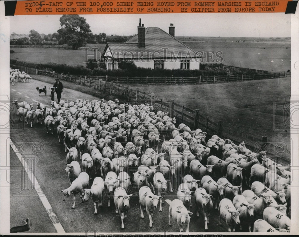 1940 Press Photo A herd of sheep  with an English farmer - Historic Images