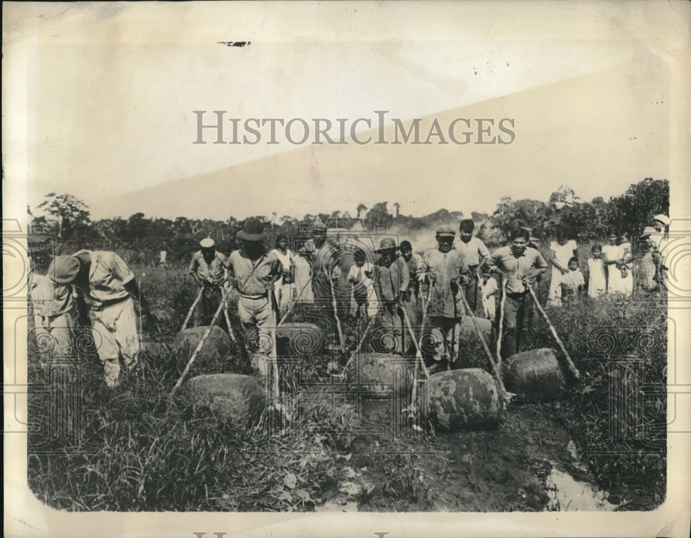 1942 Press Photo Natives roll rubber headed to markets from a field - Historic Images