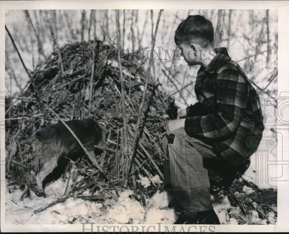 1947 Press Photo Pack Rat Object for Studies by Scientists - Historic Images