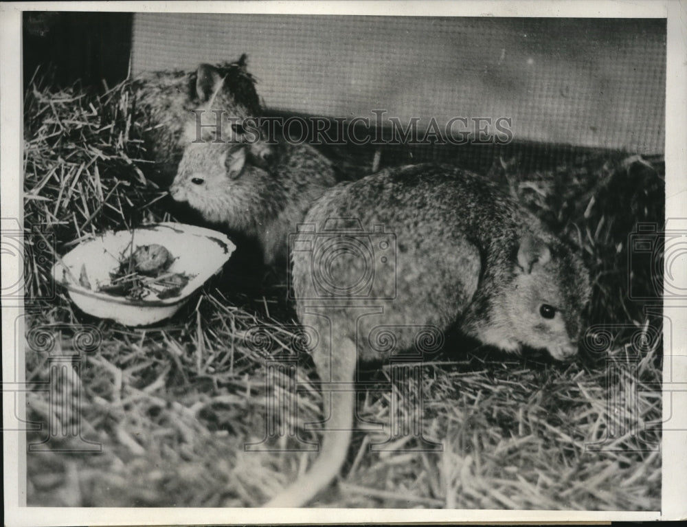 1931 Press Photo Rat Kangaroo Family at the Portland Oregon Zoo. - Historic Images