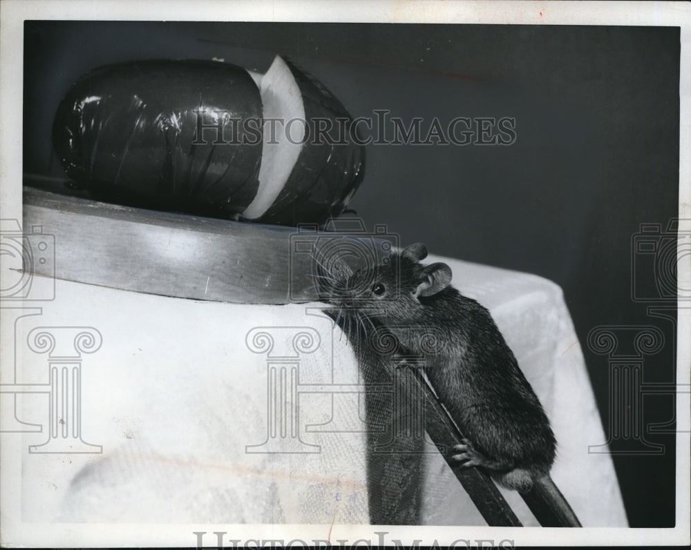 1962 Press Photo Mouse uses a convenient toy ladder to reach the cheese. - Historic Images