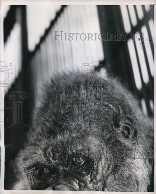 1952 Press Photo Gorilla vicious-looking evil eye - Historic Images