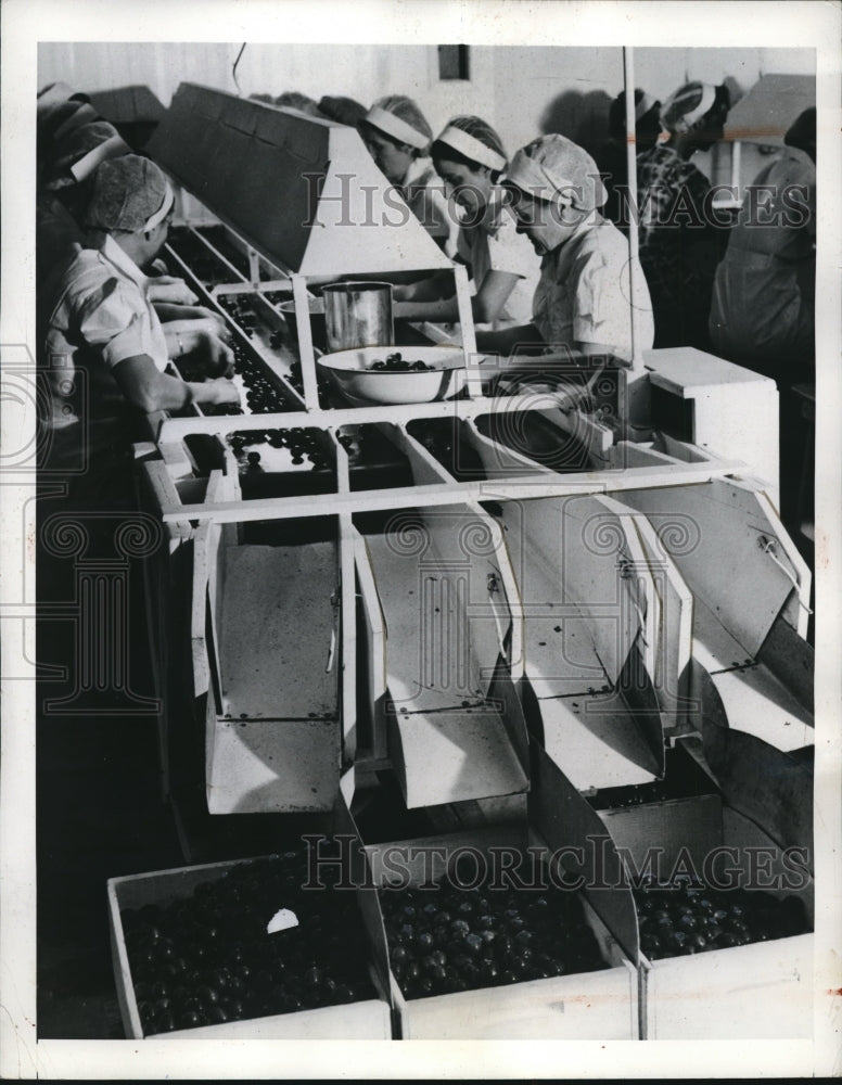 1941 Press Photo The workers sorting ripe olives for bottling and canning - Historic Images