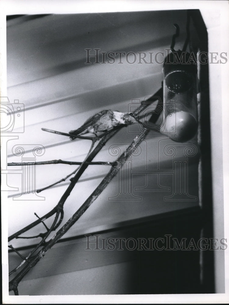 1960 Press Photo Hummingbird at the Cleveland Zoo. - Historic Images
