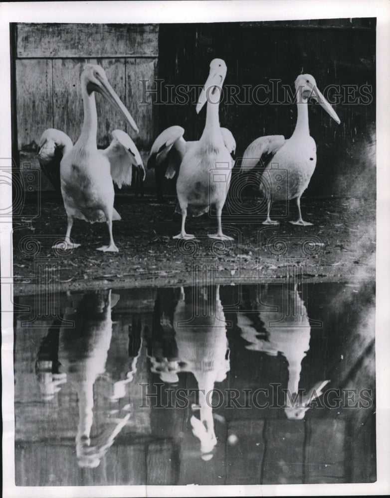 1953 Press Photo North American White Pelicans at St.James Park in London - Historic Images