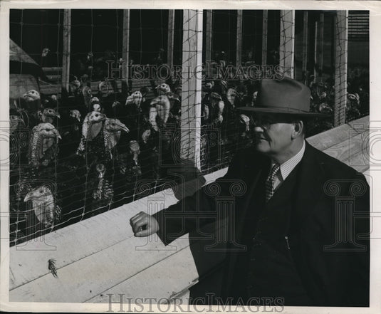 1945 Press Photo George Hunt looks over the flock of turkeys - Historic Images