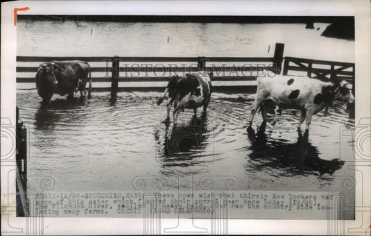 1949 Press Photo Pilchuck River swollen by heavy rain cows corral flooded - Historic Images
