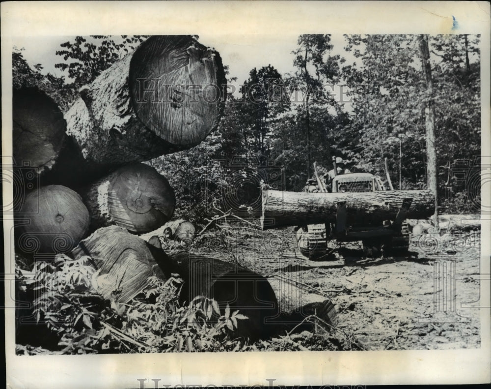 1970 Press Photo The timber in the country park was cut by a logger - Historic Images