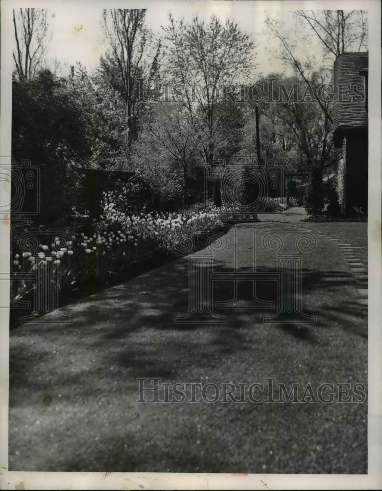 1952 Press Photo Tulips in bloom at Cleveland home of Mr &amp; Mrs I Horvitz - Historic Images