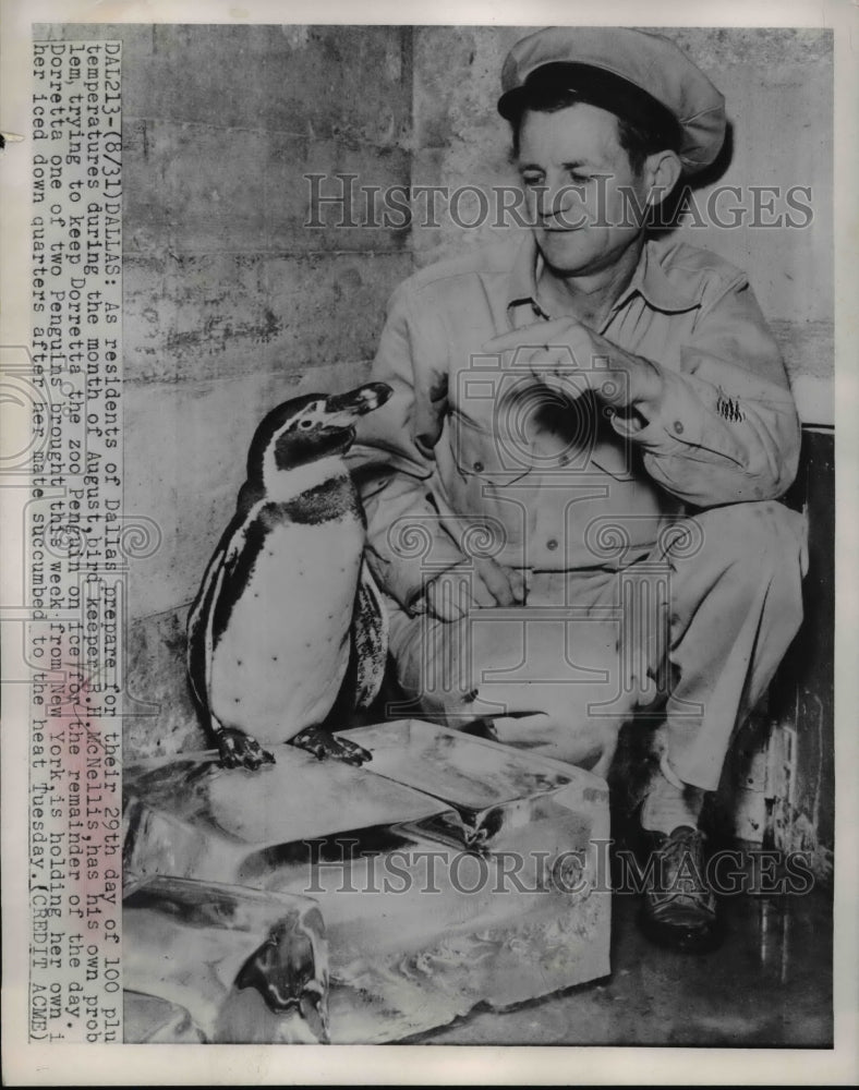 1951 Press Photo Bird Keeper R.H. McNellis Feeding Dorretta the Penguin, Dallas - Historic Images