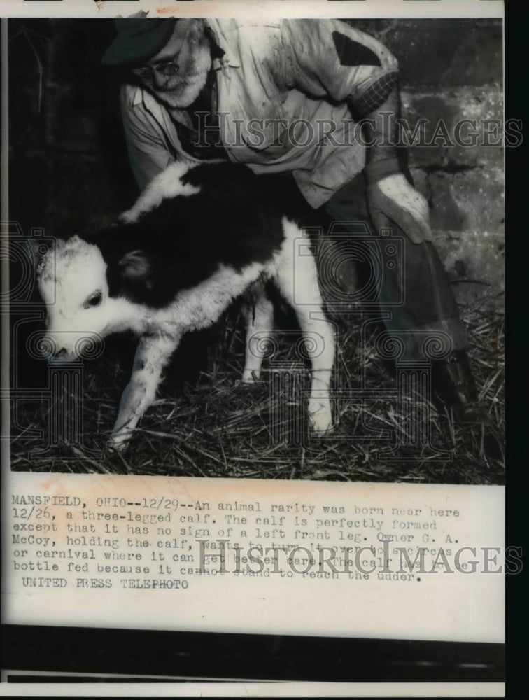 1955 Press Photo Mansfield Ohio an animal rarity was bron near here a three - Historic Images