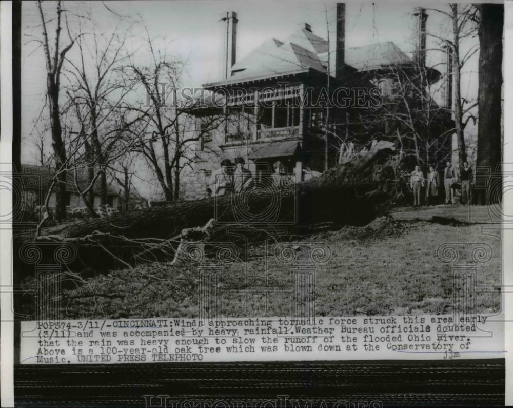 1955 Press Photo 100-Year-Old Oak Tree Uprooted in Tornado Winds, Cincinnati - Historic Images