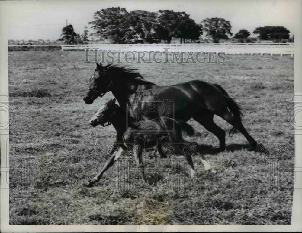 1958 Press Photo South Miami FLa A frisky colt shows off a classy stride at the - Historic Images