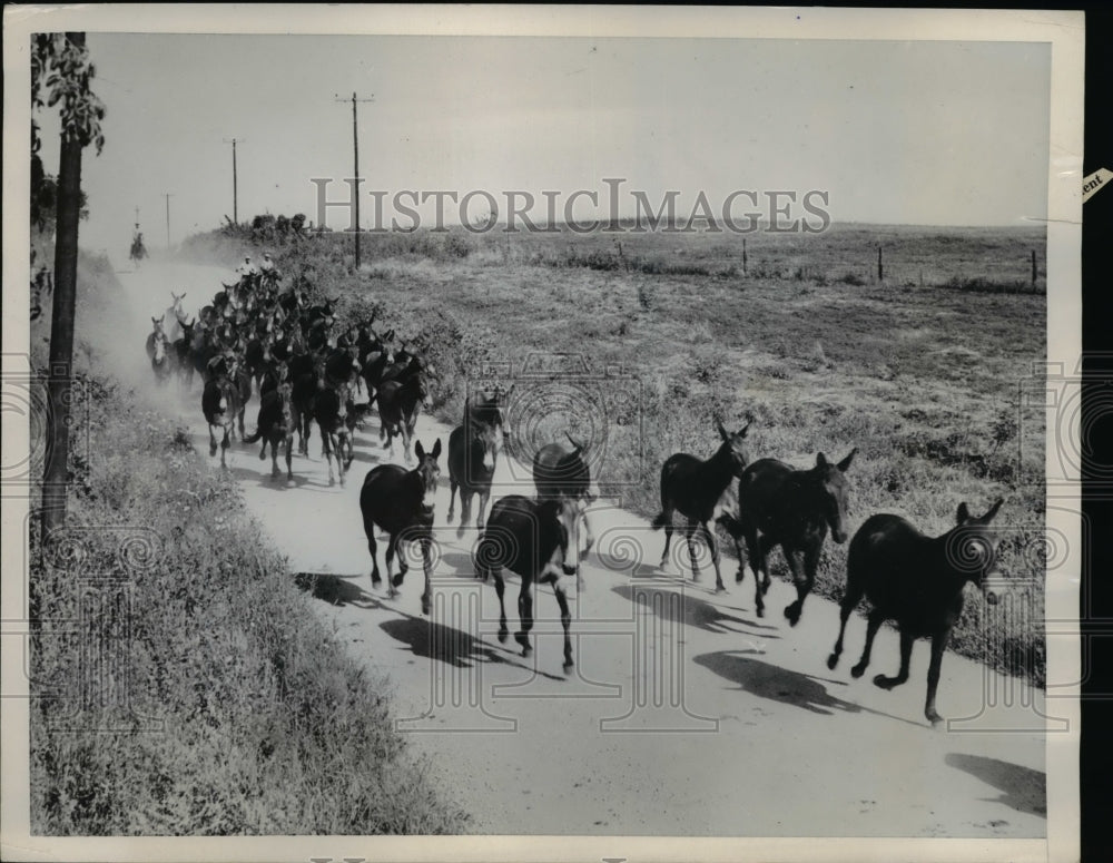 1952 Press Photo Mules on the run stir up Missouri dust as they are driven - Historic Images