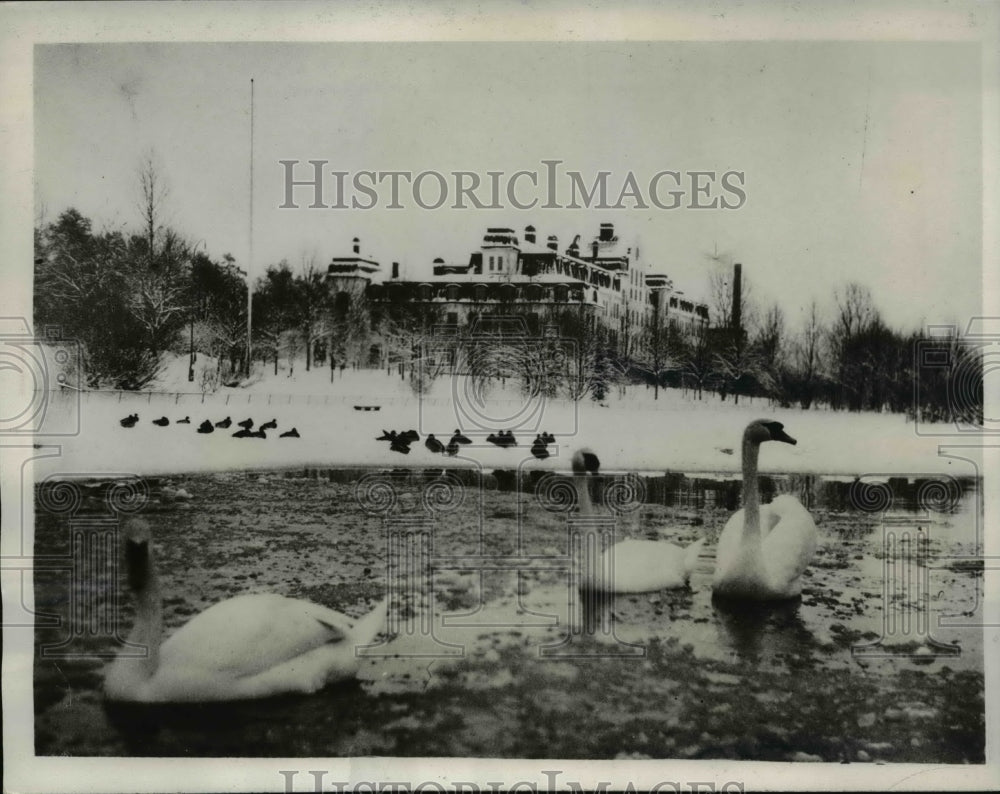 1933 Press Photo These stately swans stopped at Langbro Sweden looking for food - Historic Images