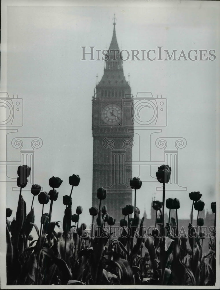 1961 Press Photo Tulips in Foreground of Photo of Big Ben London - Historic Images