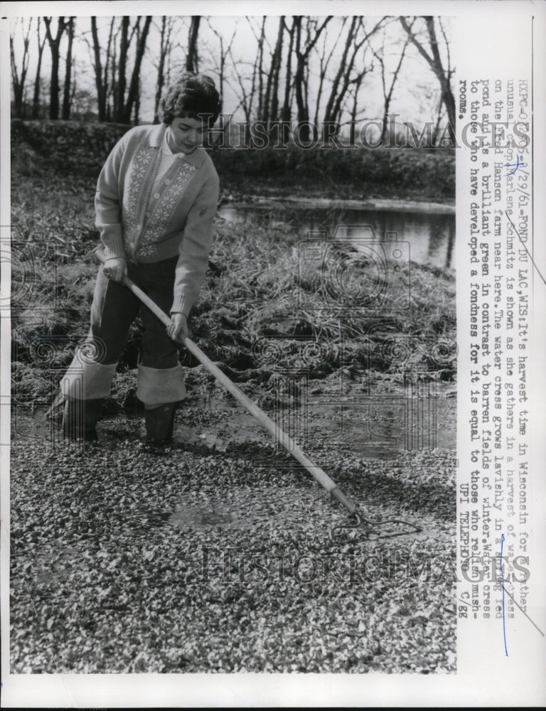 1961 Press Photo Marlene Schmitz Gathering Watercress - Historic Images