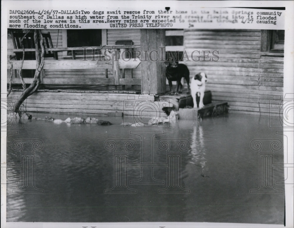 1957 Press Photo Dallas Texas animals stranded at a flooded home - Historic Images