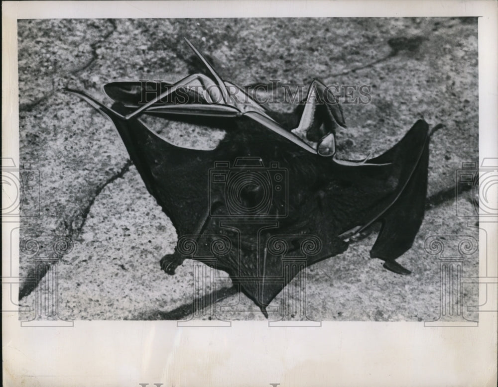 1949 Press Photo Praying Mantis Attacks Bat on Columbus Ohio Downtown Street - Historic Images