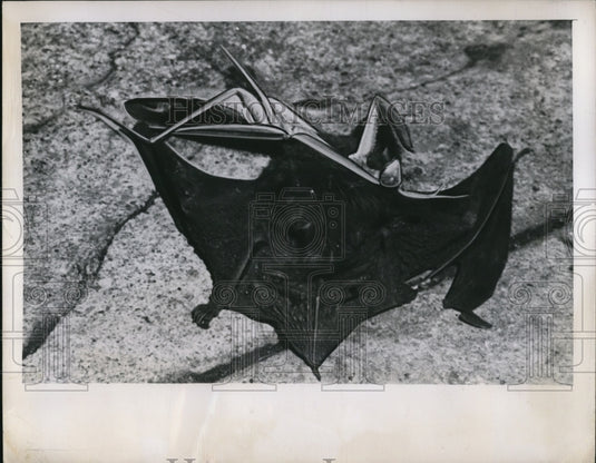 1949 Press Photo Praying Mantis Attacks Bat on Columbus Ohio Downtown Street - Historic Images