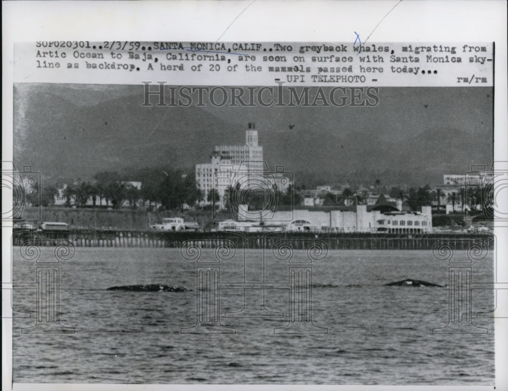 1959 Press Photo Santa Monica Calif greyback whales on migration - Historic Images