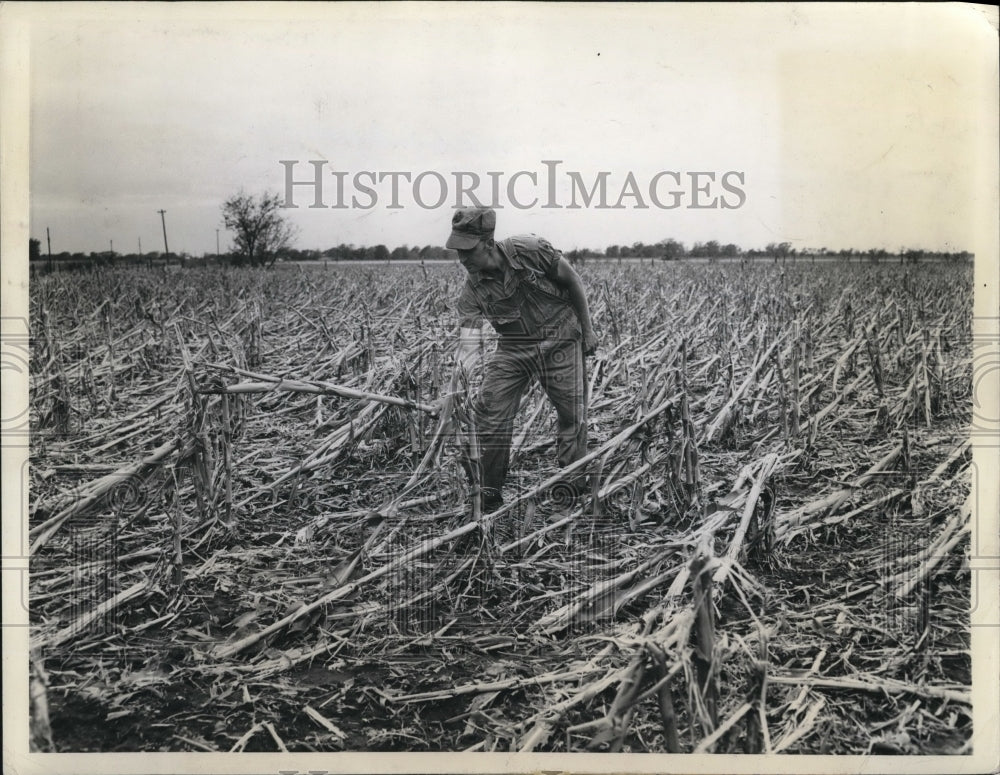 1943 Press Photo Monmouth Ill Lawrence Griffee corn field damaged by hail - Historic Images