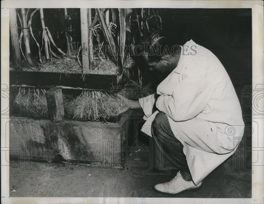 1938 Press Photo Wooster Ohio Dr VH Morris examines corn roots at labs - Historic Images