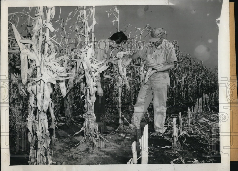 1946 Press Photo Alfred Kingdon, John McDonald &amp; hybrid corn crops El Paso Ill - Historic Images