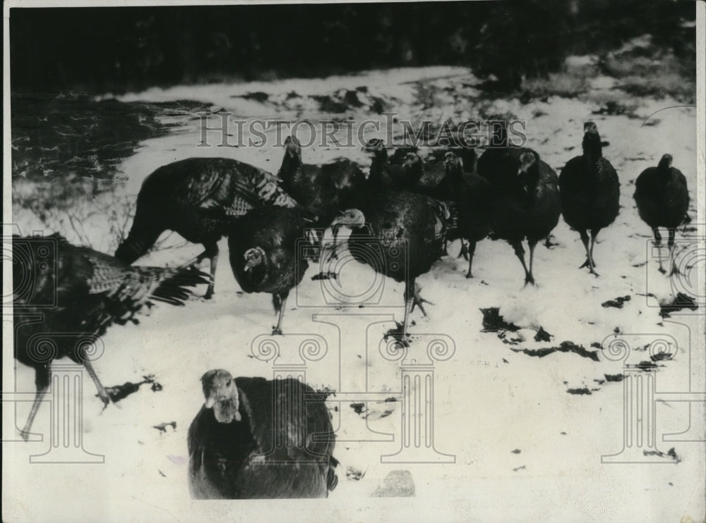 1931 Press Photo A flock of 50 wild turkeys have been liberated in confines of - Historic Images