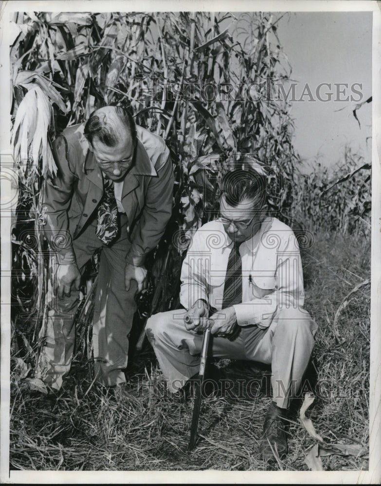 1947 Press Photo Professor A.L. Lang taking soil sample in corn field - Historic Images