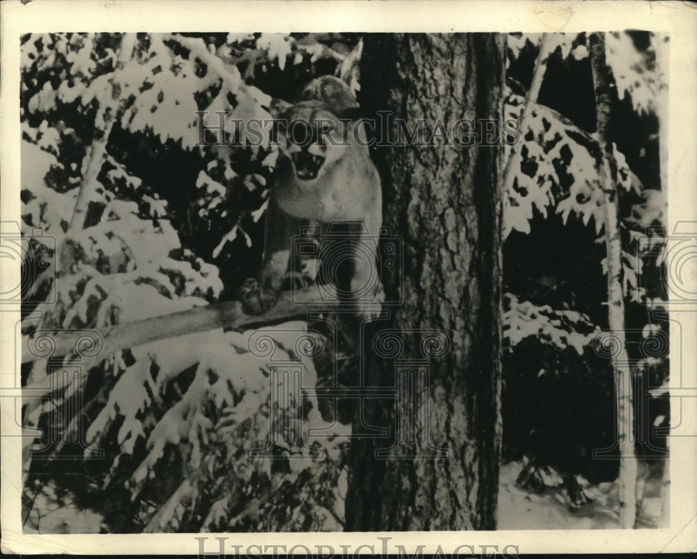 1930 Press Photo Puma to leap onto a bear - Historic Images