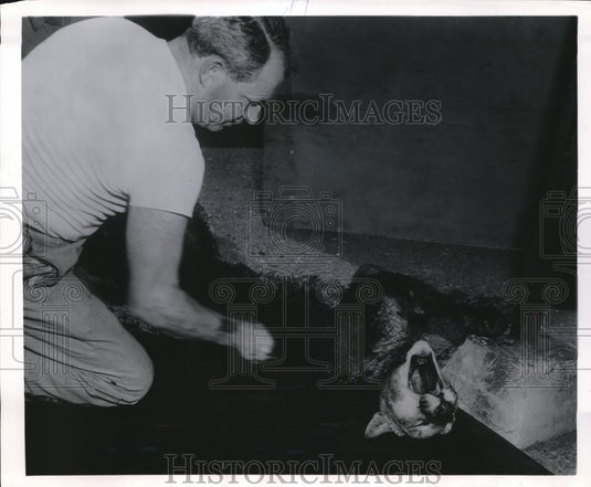 1955 Press Photo pro dyed mountain lion for rent - Historic Images