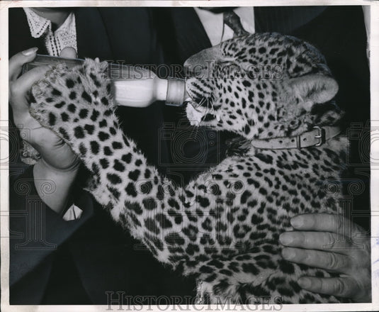 1954 Press Photo Panther learns to feed from a bottle - Historic Images