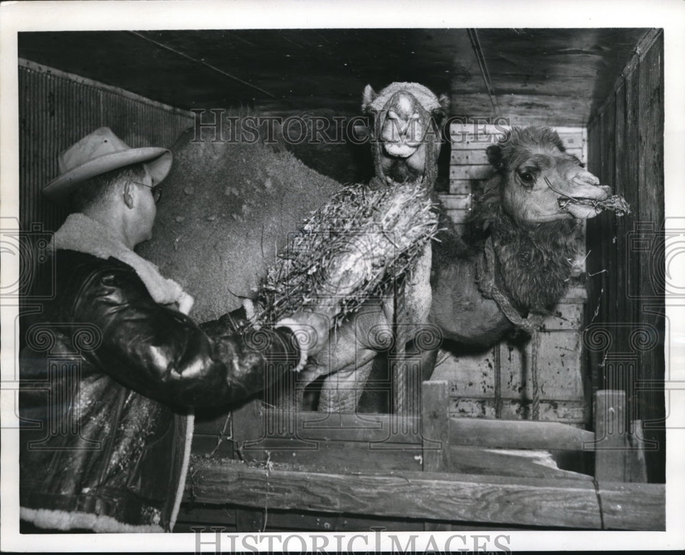 1954 Press Photo George Alexander with stranded camels in his farm - Historic Images