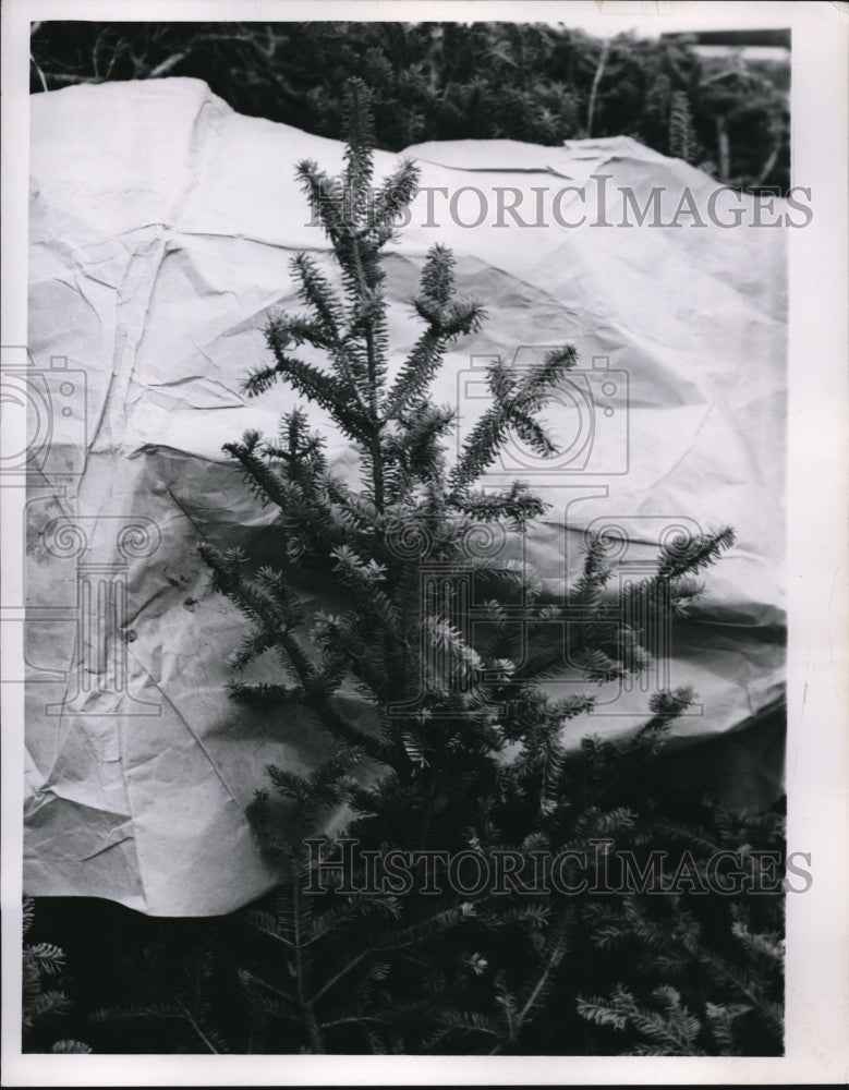 1955 Press Photo Branch of Fir Christmas Tree - Historic Images