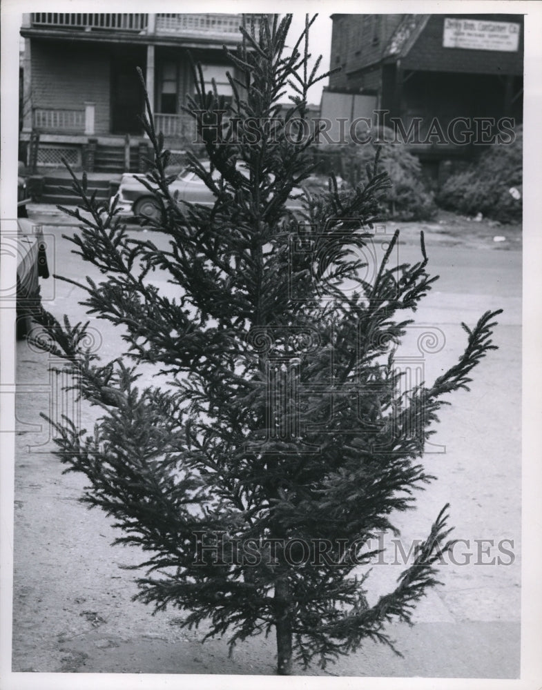 1955 Press Photo Norway Spruce Christmas Tree - Historic Images