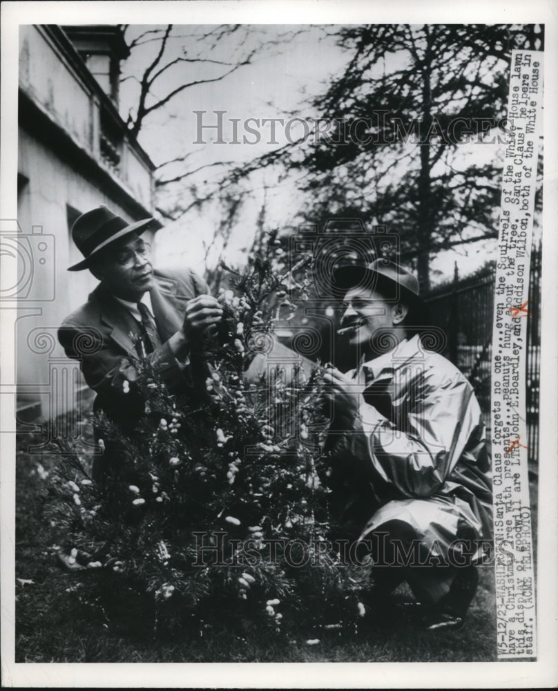 1949 Press Photo White House lawn trees hung with Christmas decorations - Historic Images