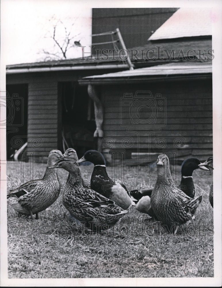 1965 Press Photo Molard Ducks on Wicox Farm - Historic Images