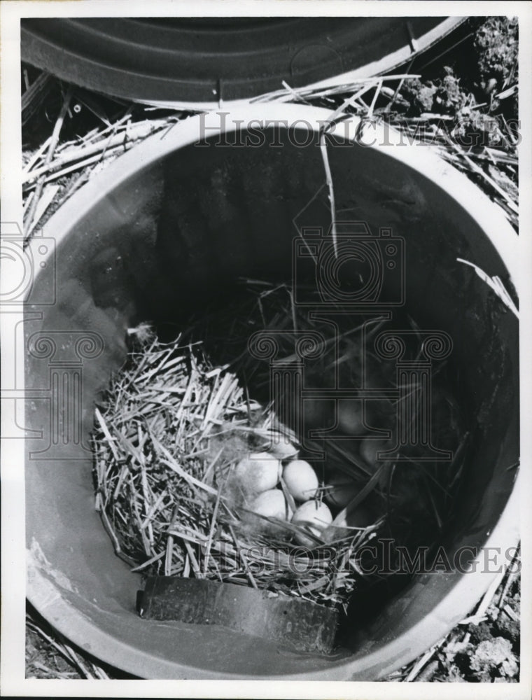 1972 Press Photo Wood ducks&#39; eggs in a sunken nest at Lectural History Museum - Historic Images