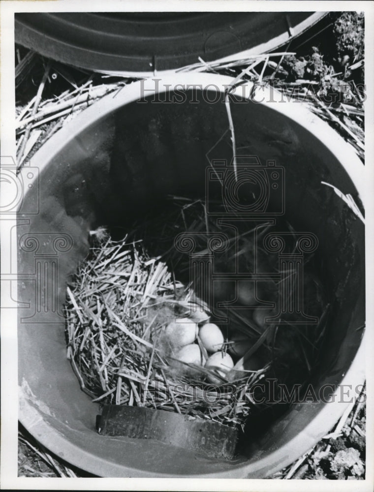 1972 Press Photo Wood ducks' eggs in a sunken nest at Lectural History Museum - Historic Images