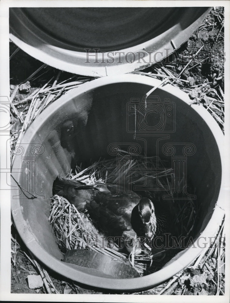 1972 Press Photo Nesting Wood Ducks at Natural History Museum - Historic Images