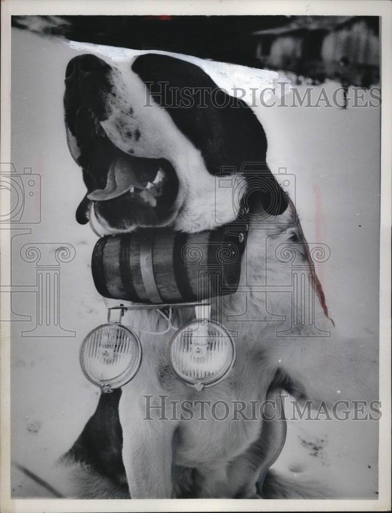 1964 Press Photo A Saint Bernard canine life saver equipped with 2 fog lights - Historic Images